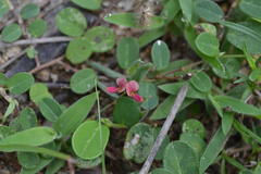 Alysicarpus monilifer